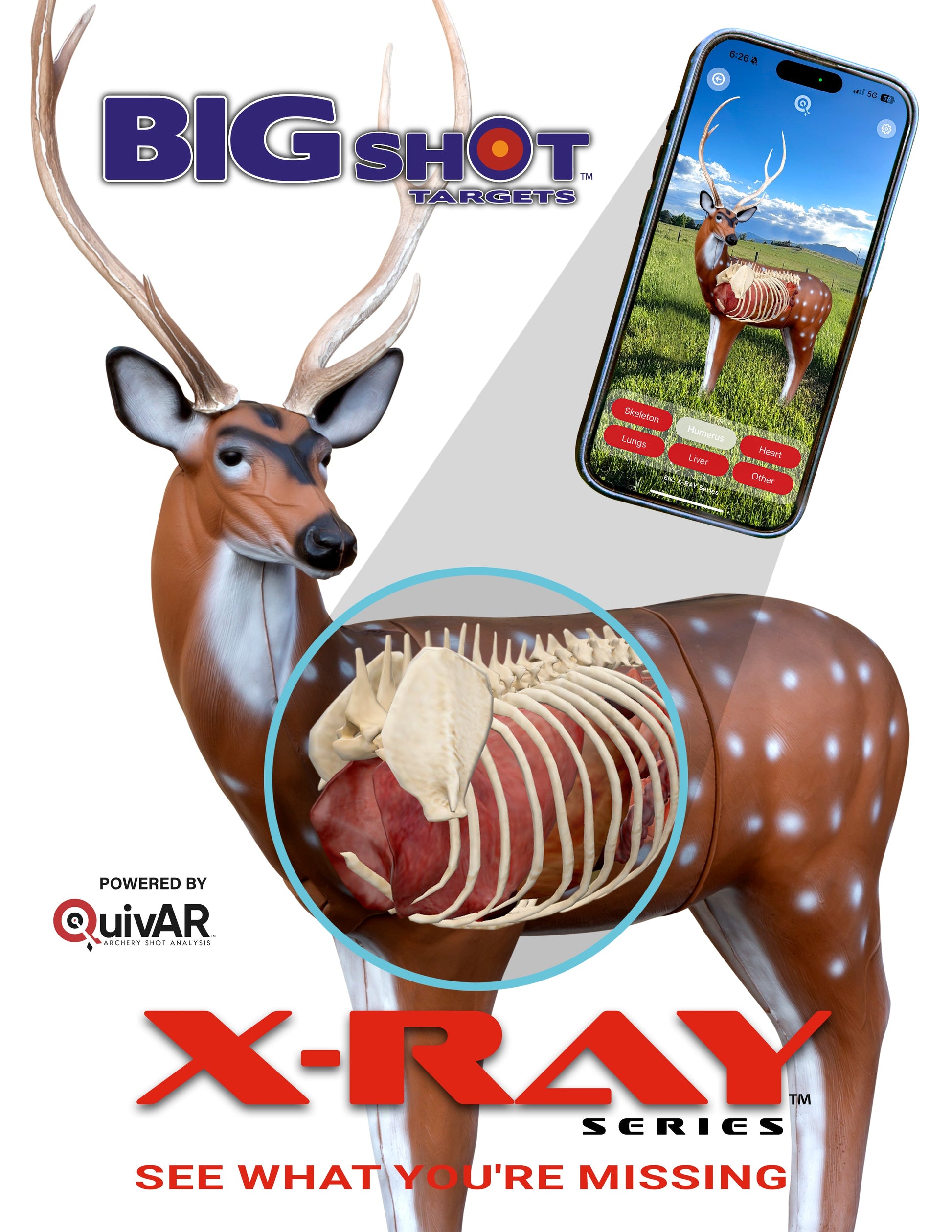 X-Ray Series Axis Deer - Vanguard Outdoors