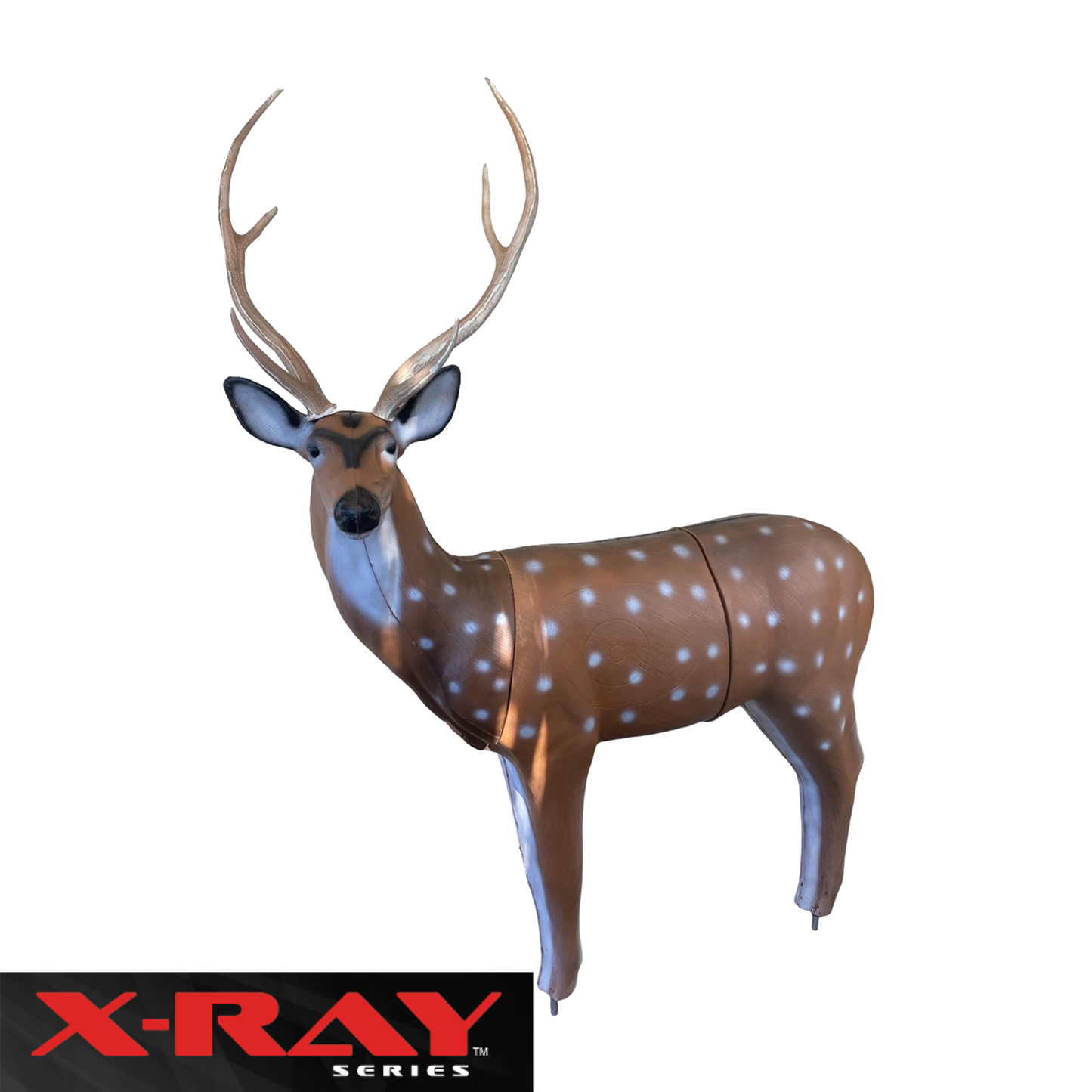 X-Ray Series Axis Deer - Vanguard Outdoors